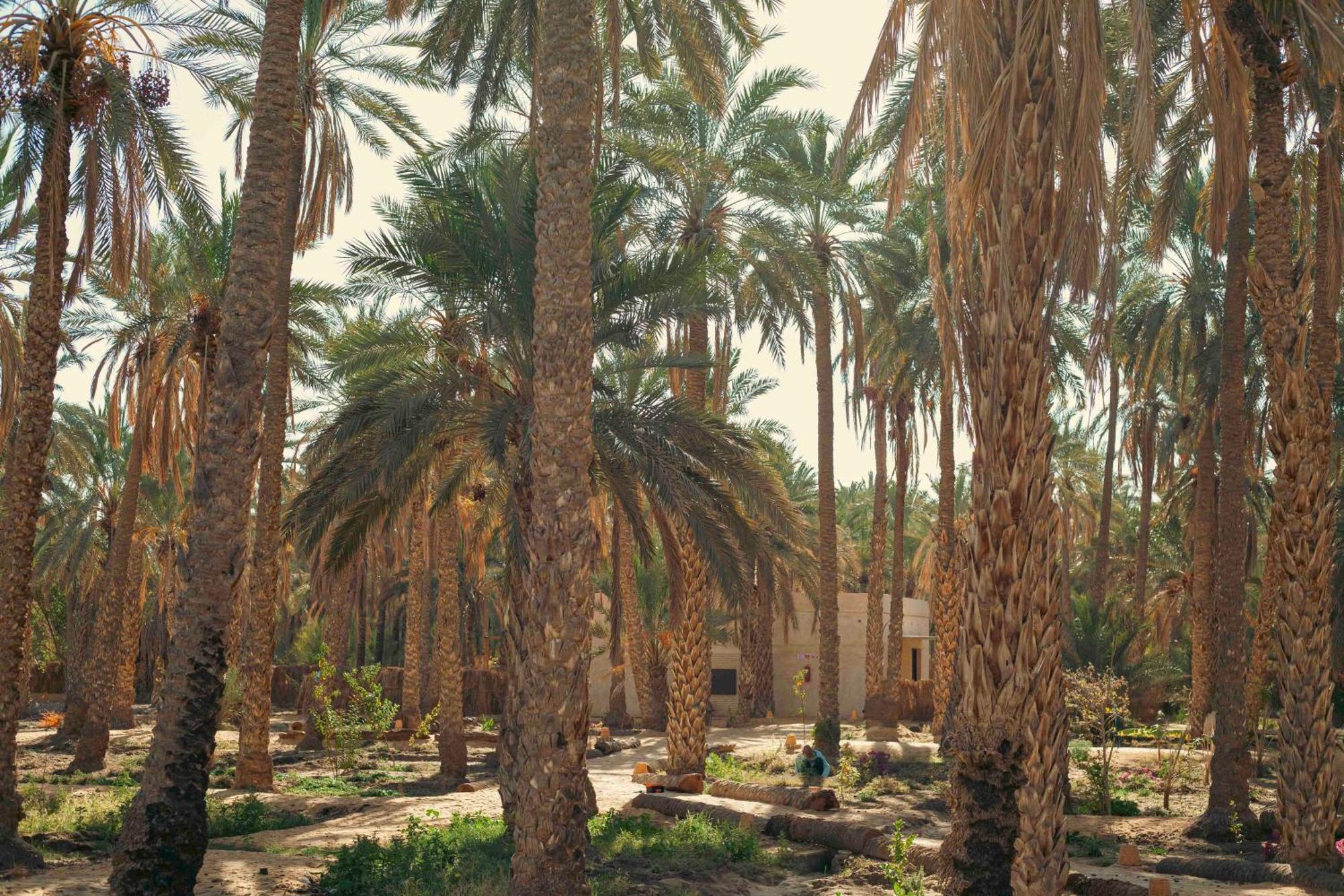 Villa Taouzert 托泽尔 外观 照片